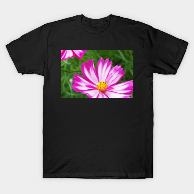 Pink and White Cosmo T-Shirt by WaterGardens